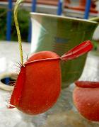 Nepenthes ampullaria 'red' 2